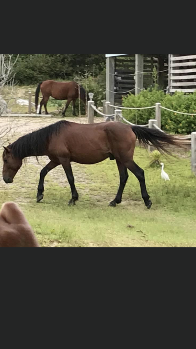 Outer Banks, North Carolina - wild horses 2